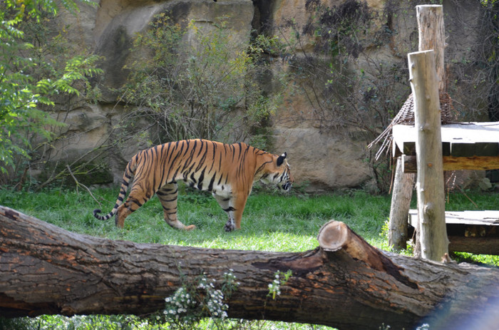 Sandokan - Zoo Berlin