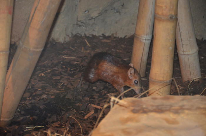 sobolan - Zoo Berlin