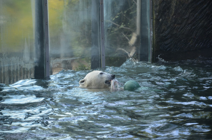 ursulica - Zoo Berlin