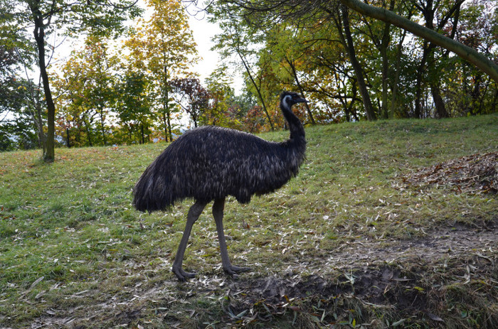 strut - Zoo Berlin