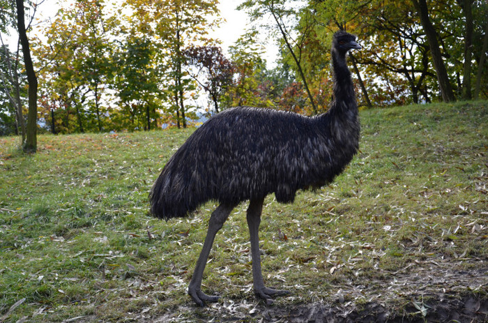  - Zoo Berlin