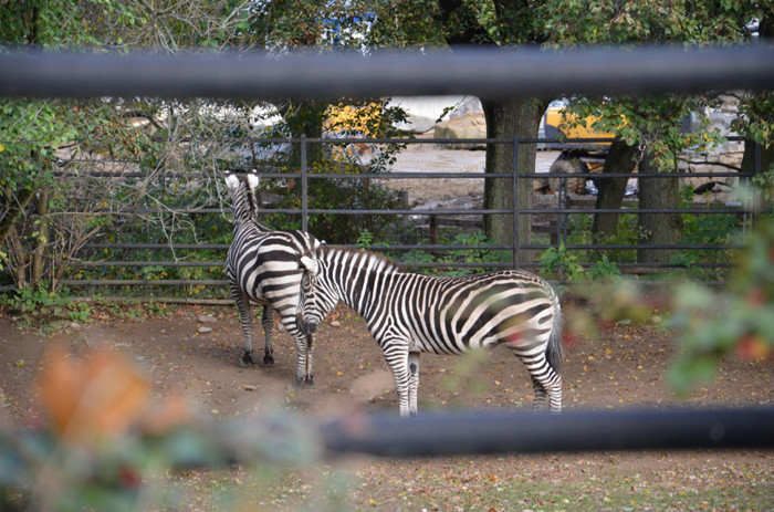 zebre - Zoo Berlin