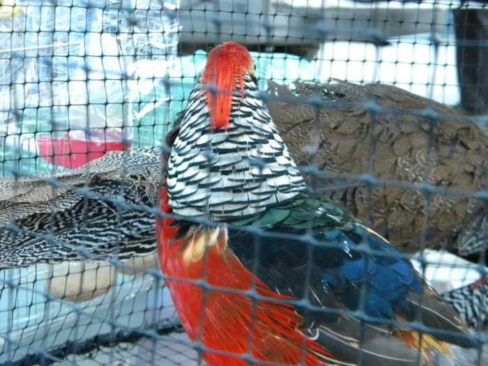 Picture 110 - 2013 Expo Nationala Craiova