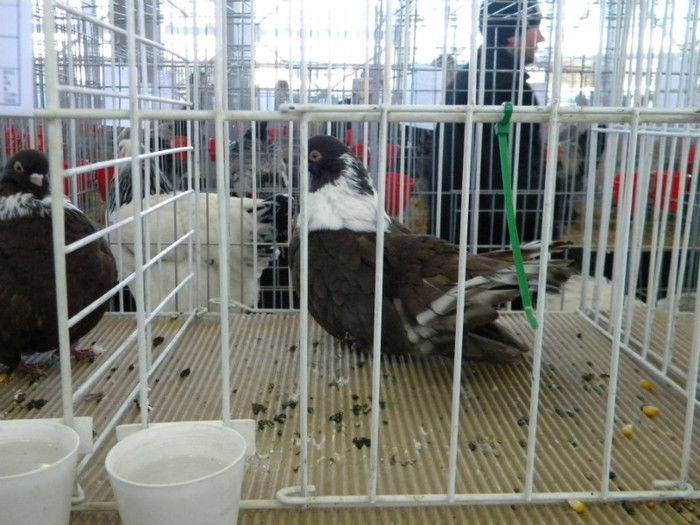 Picture 114 - 2013 Expo Nationala Craiova