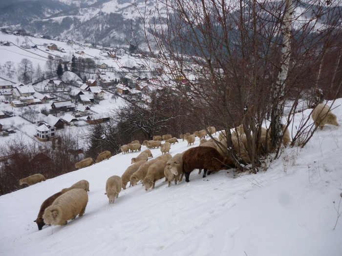 oi3; iarna valea rece
