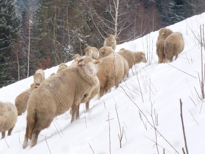 oi tigai Bran; oi  card iarna turma mioare iarna iernat munte simon tigai de bran peisaj valea rece
