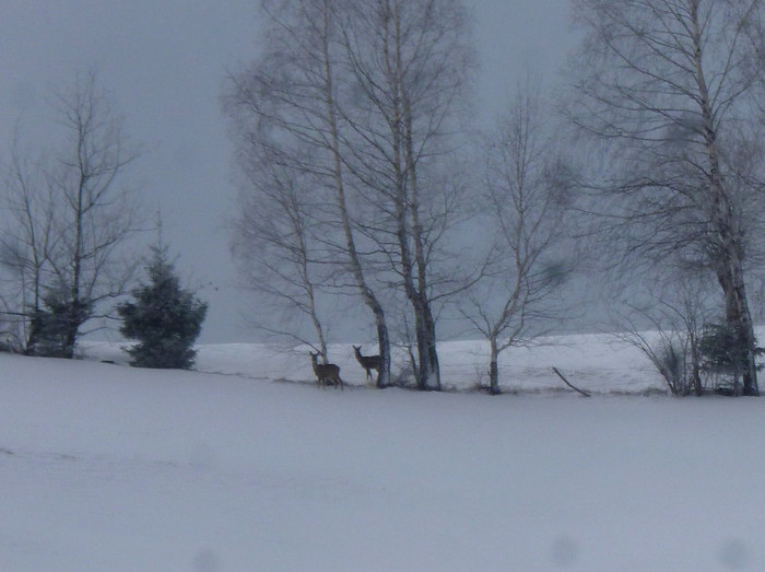 caprioare; vladelea iarna padure munte peisaj
