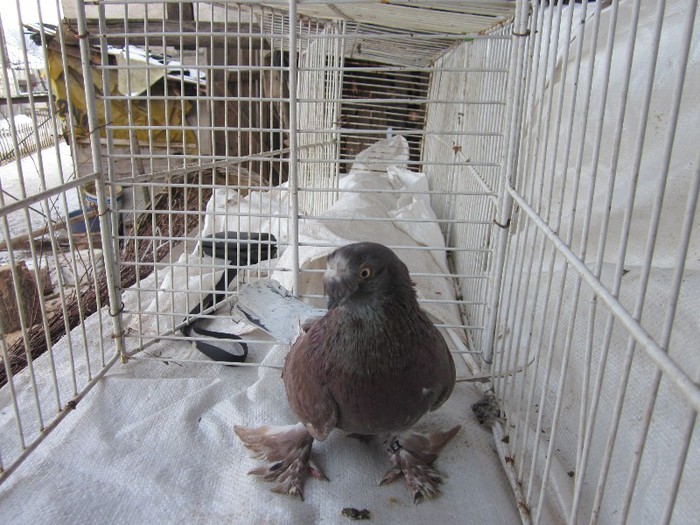 IMG_3996 - porumbei de ornament si jucatori de botosani