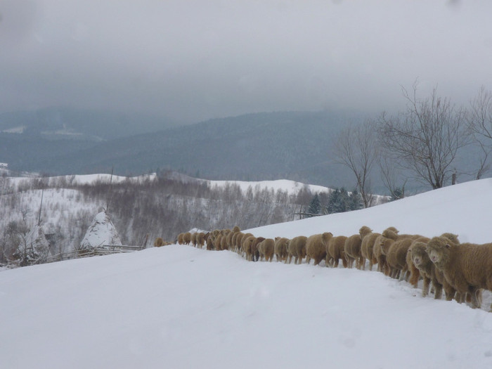 sir; oi turma card iarna oite  mioare  iernat munte simon tigai de bran peisaj
