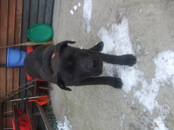 DSCF5583 - amstaff 2