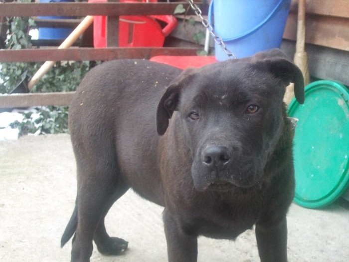 DSCF5575 - amstaff 2