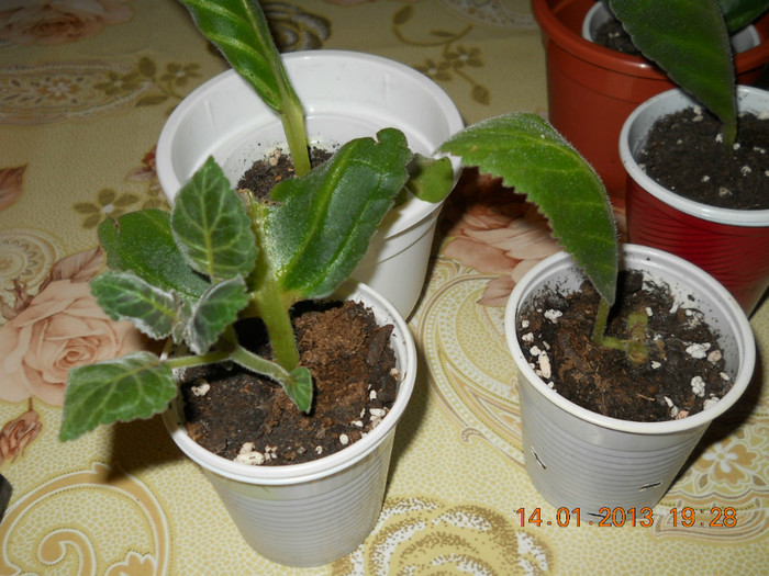 14.01.2013 012 - GLOXINII 2013