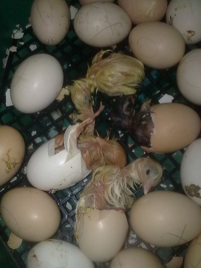 Imagine1144 - FAZANI SI PUI PROMOTIA 2012