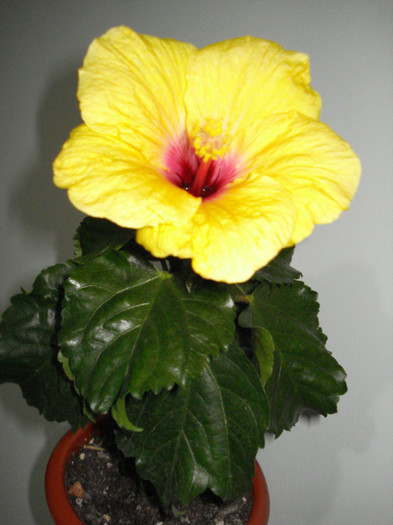 DSC05896 - HIBISCUS 2013