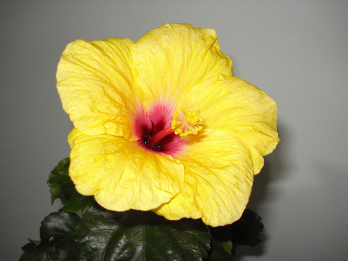 DSC05891 - HIBISCUS 2013