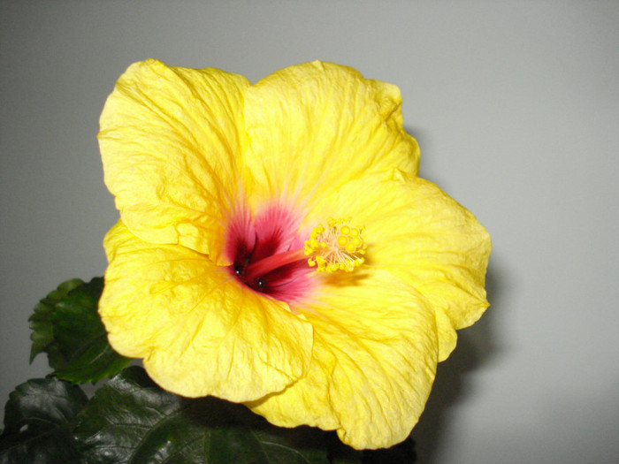 DSC05897 - HIBISCUS 2013