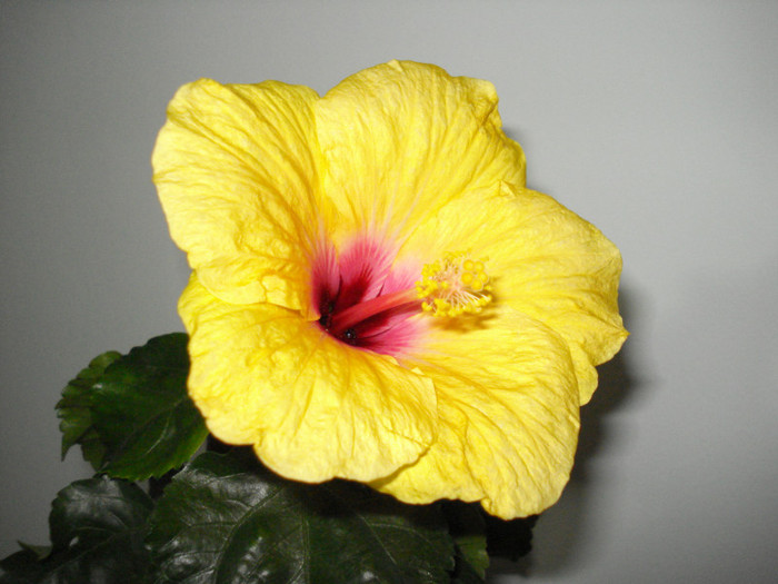 DSC05899 - HIBISCUS 2013