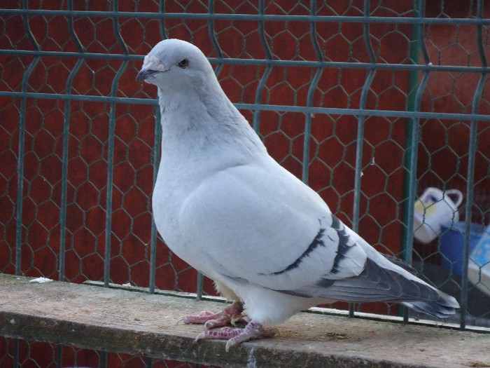 DSC02089 - 2-ALBASTRU AZUR-MATCA-FEMELE 2013