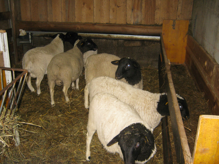 de vanzare 6 berbecuti de 4 luni