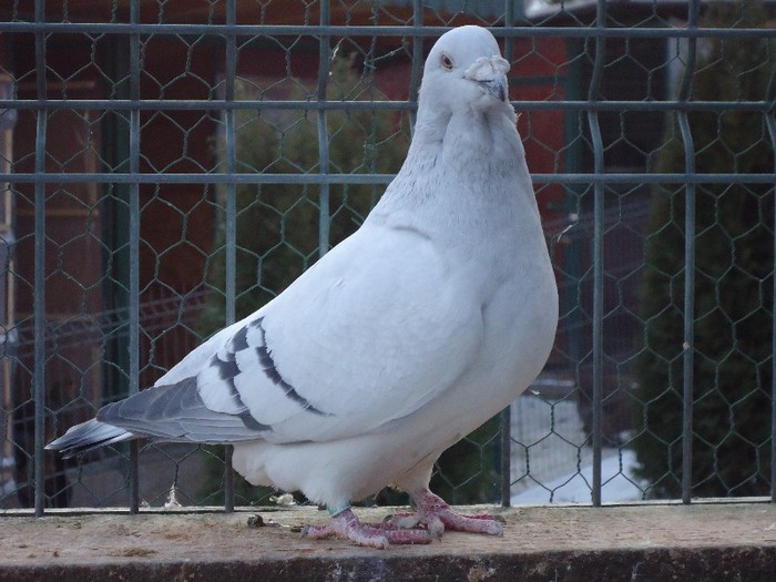 DSC02101 - 2-ALBASTRU AZUR-MATCA-FEMELE 2013