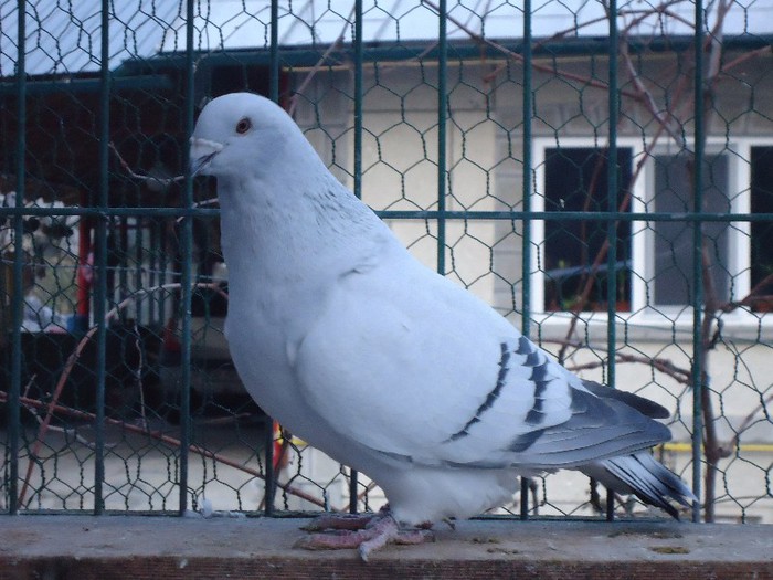 DSC02137 - 2-ALBASTRU AZUR-MATCA-FEMELE 2013