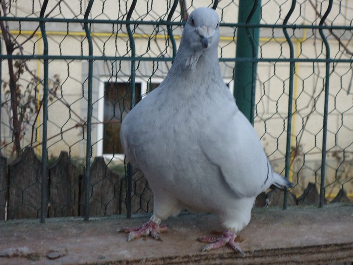 DSC02064 - 2-ALBASTRU AZUR-MATCA-FEMELE 2013