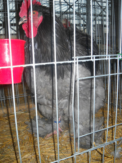Picture 099