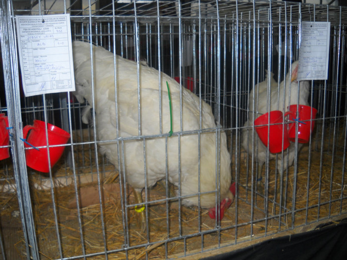 Picture 129