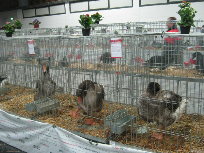 Gaste toulouse in expozitie