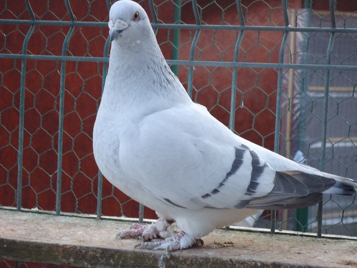 DSC02074 - 2-ALBASTRU AZUR-MATCA-FEMELE 2013