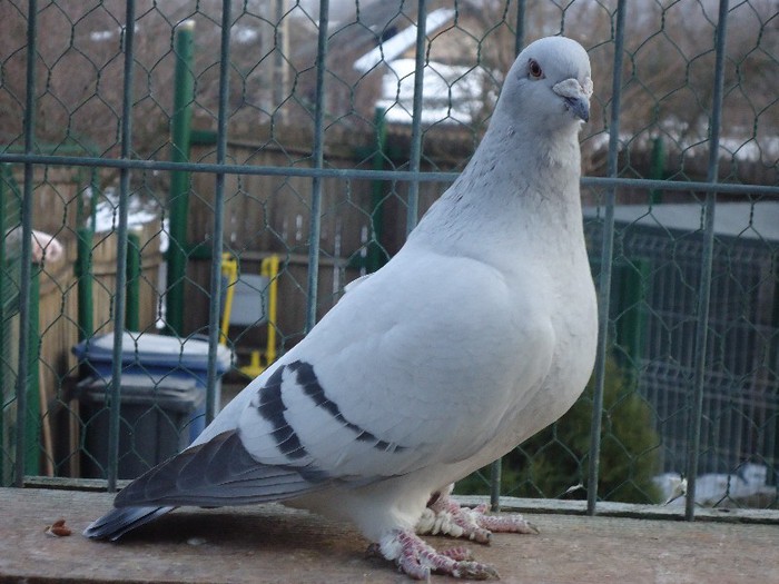 DSC02086 - 2-ALBASTRU AZUR-MATCA-FEMELE 2013