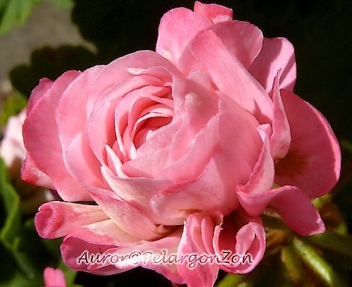 Pelargon Australian Pink 3 - muscate deosebite care le doresc
