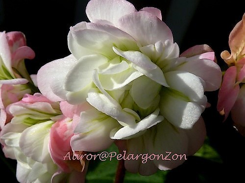 Pelargon April Snow