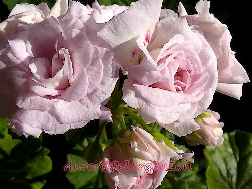 Pelargon Millfield Rose