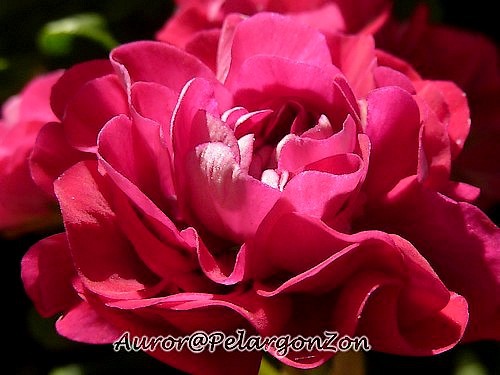 Pelargon Ruby Rosebud - muscate deosebite care le doresc