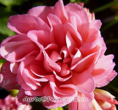 Pelargon Tierp Norrlandspelargon