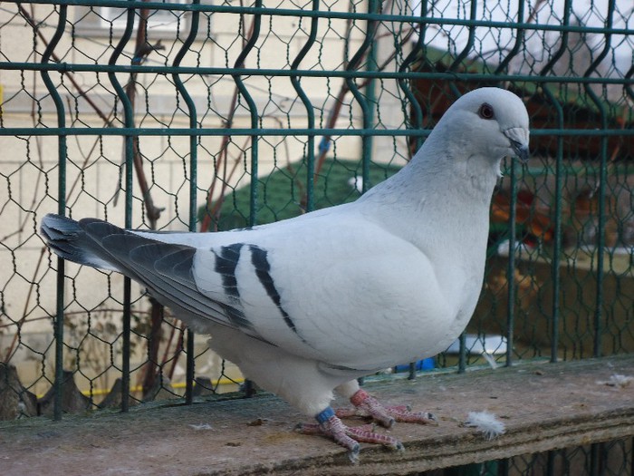 DSC02056 - 2-ALBASTRU AZUR-MATCA-FEMELE 2013