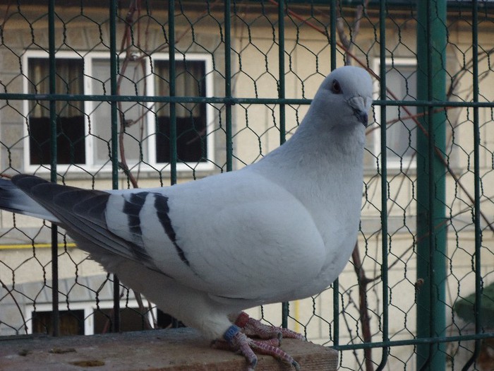 DSC02051 - 2-ALBASTRU AZUR-MATCA-FEMELE 2013