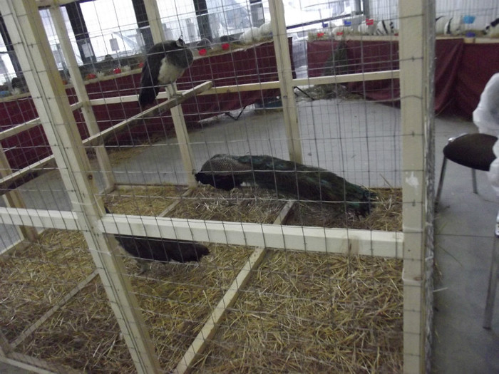 DSCF0545 - Expo Nationala Craiova 2013 POZE