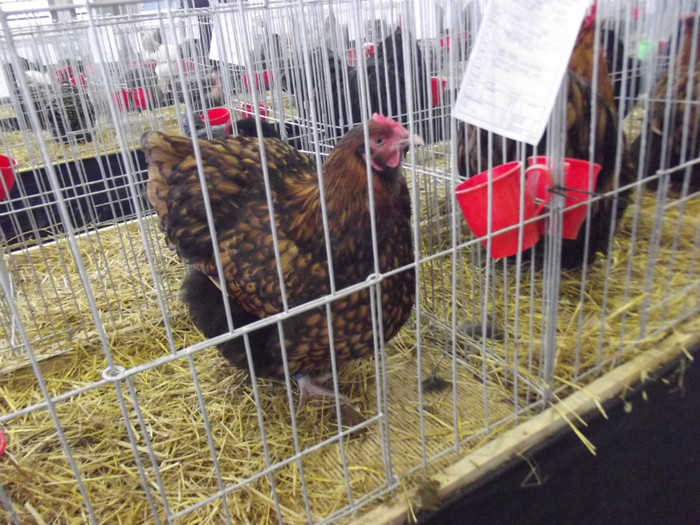 DSCF0547 - Expo Nationala Craiova 2013 POZE