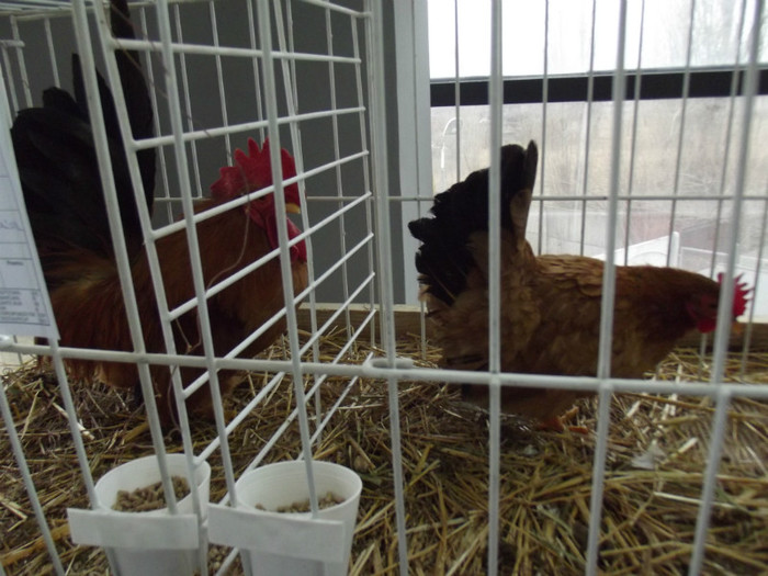 DSCF0585 - Expo Nationala Craiova 2013 POZE