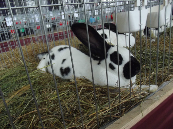 DSCF0619 - Expo Nationala Craiova 2013 POZE