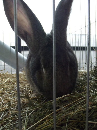 DSCF0620 - Expo Nationala Craiova 2013 POZE