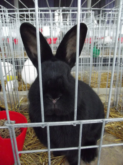 DSCF0621 - Expo Nationala Craiova 2013 POZE