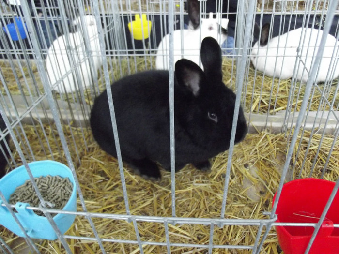 DSCF0623 - Expo Nationala Craiova 2013 POZE