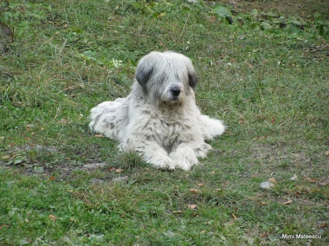 CLAIA STRAMBA CHEILE CHEII 20.10 (251)