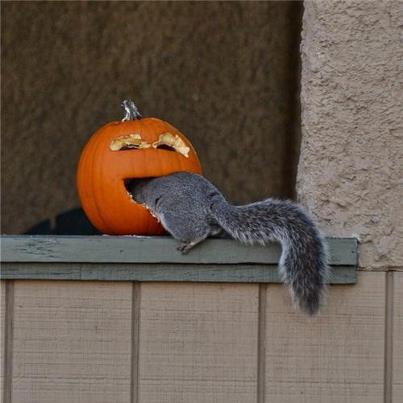 71500_543403005671142_796540928_n