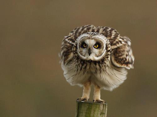 6959_300118870104825_1080794171_n