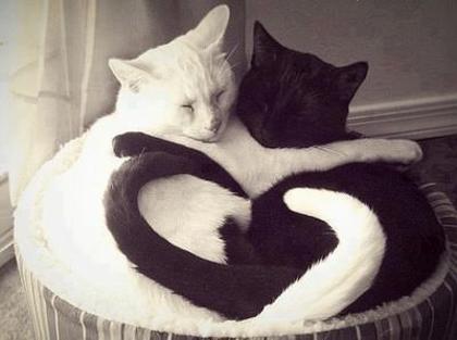 14460_299981496786025_1152280022_n