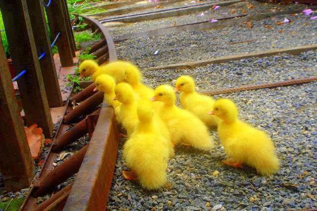 15909_306390259477686_492410575_n - animale si  pasari si altele